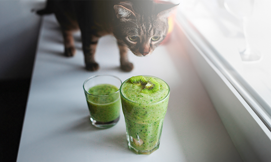 Gato sentindo o cheiro de suco de kiwi no copo.