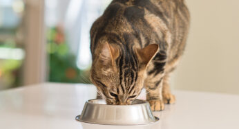 Gato pode comer kiwi