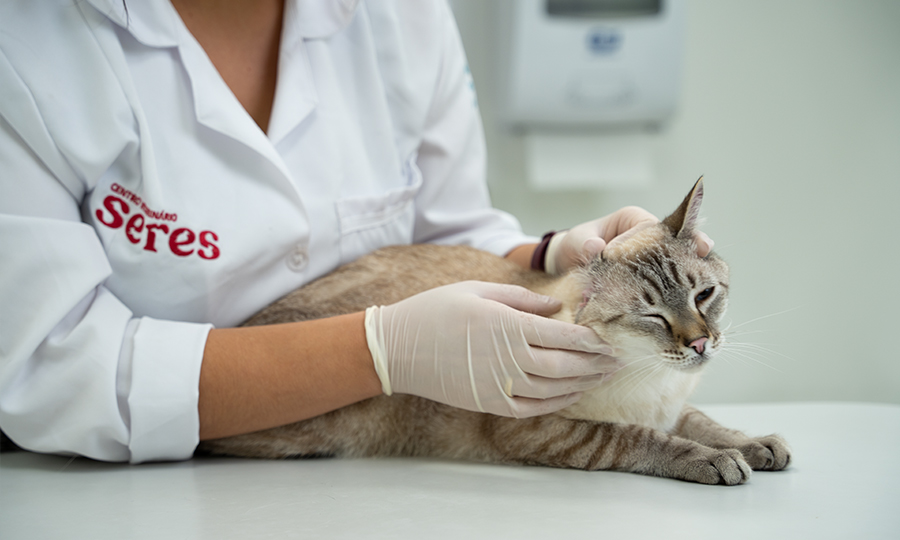 Médica veterinária avaliando problemas respiratórios em gatos.