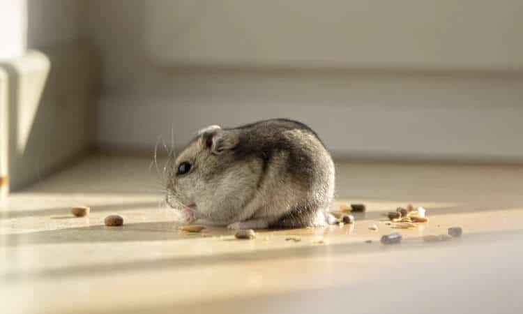 Hamster comendo um tipo de semente no chão.