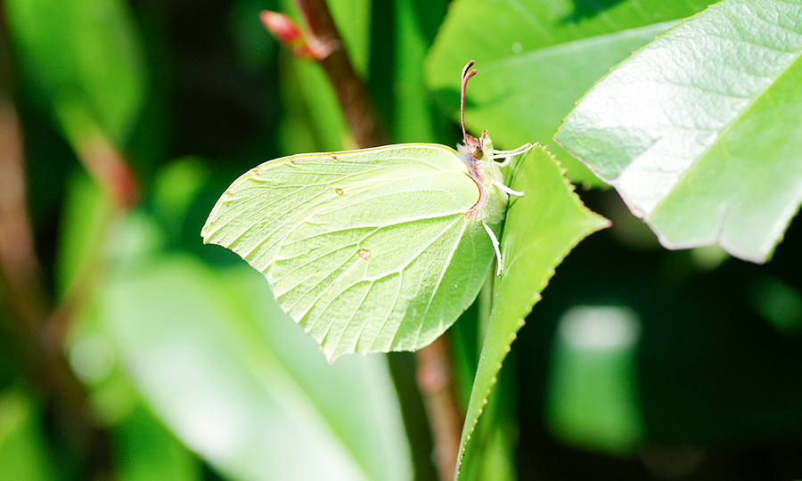 Borboleta se camuflando em folha.