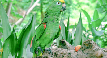 Papagaio pode comer acerola?