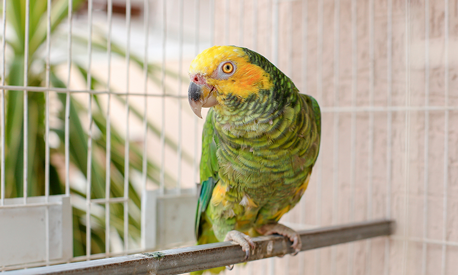 papagaio pode comer morango 01