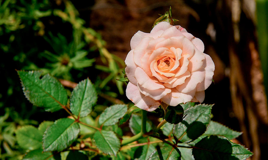 Rosa na tonalidade rosa.