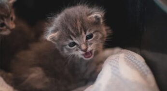 Por que gato esconde os filhotes: como ajudar a mamãe felina