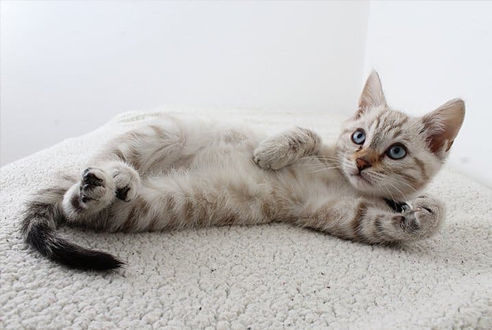 Gato com pelos claros deitado num tecido felpudo.