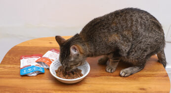 Benefícios da ração úmida para gatos
