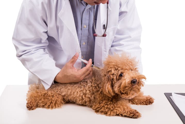 Veterinário aplicando a vacina na parte superior das costas do cachorro poodle.