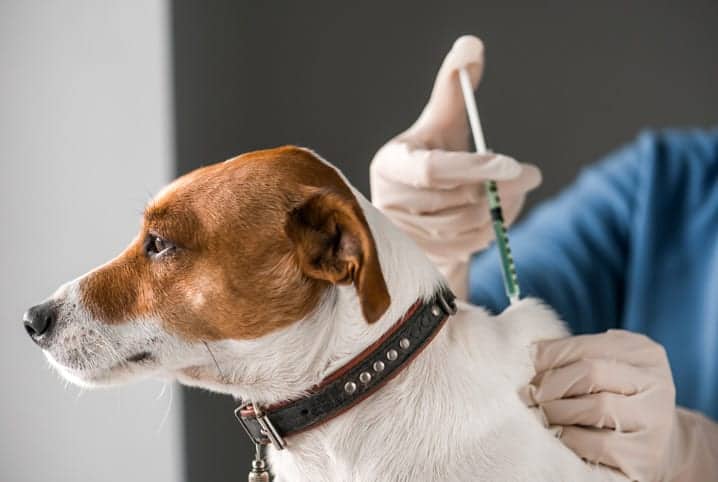 Cachorro sendo vacinado nas costas.