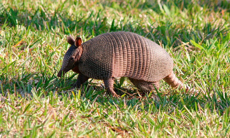 Espécies Endêmicas: animais que são tesouros da Biodiversidade