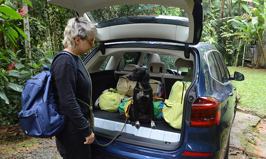 Cachorro próximo as malas da viagem.