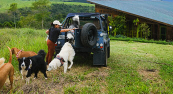 Férias com cachorro