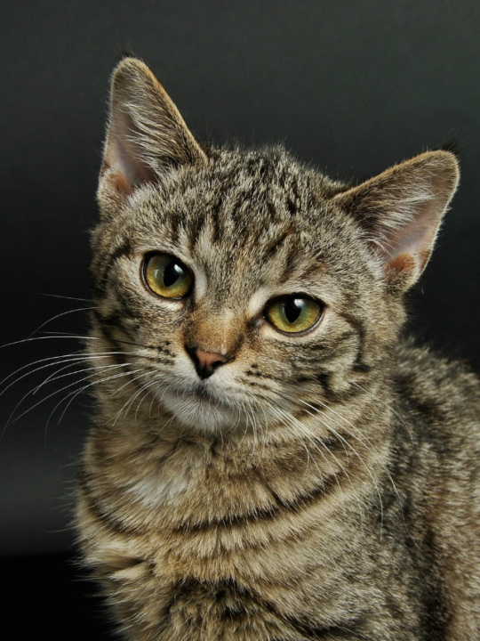 Gato com pelos rajados e olhos claros olhando para frente.