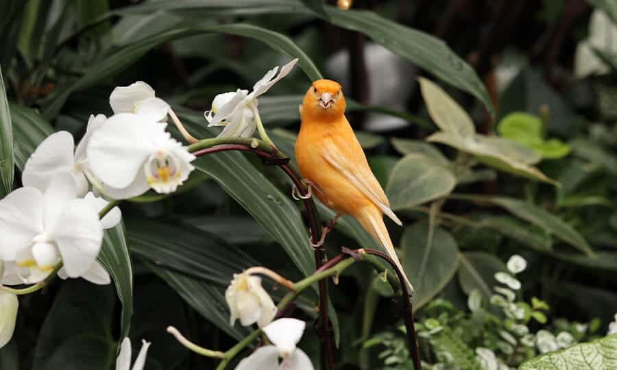 Canário-belga no galho de uma flor branca e amarela.