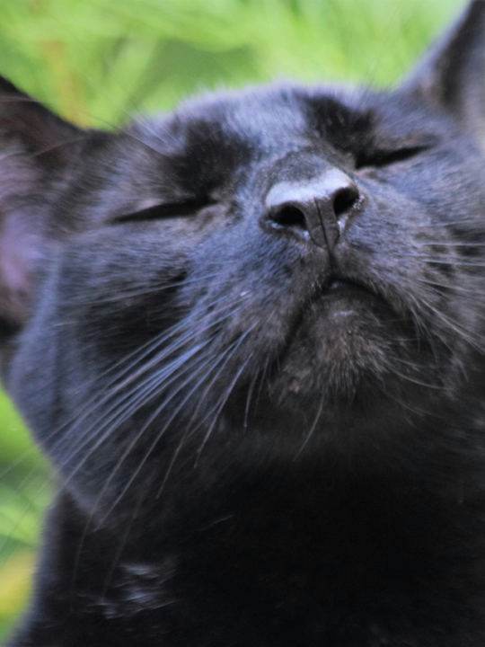 Gato preto farejando no ar.