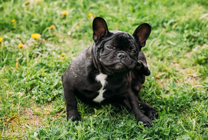 Cachorro bulldog preto se coçando no pescoço enquanto está sentado na grama.