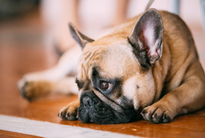 Cachorro bulldog deitado no chão de madeira.