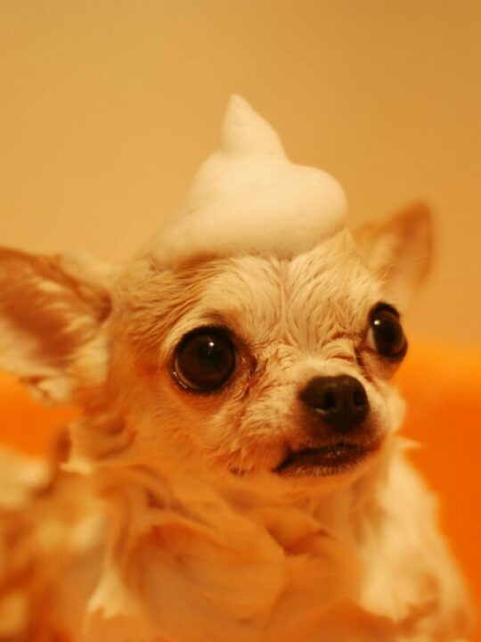 pexels-nishizuka-25426-485294