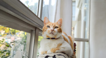 Guloseima natalina: gato pode comer panetone?