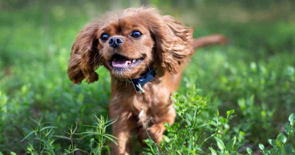 Cachorro saltitando com expressão sorridente.