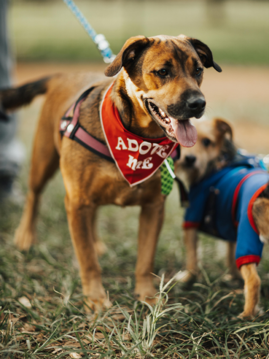 Cachorro com bandana escrita "adote-me".