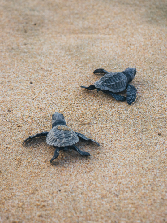 Tratarugas andando na areia.