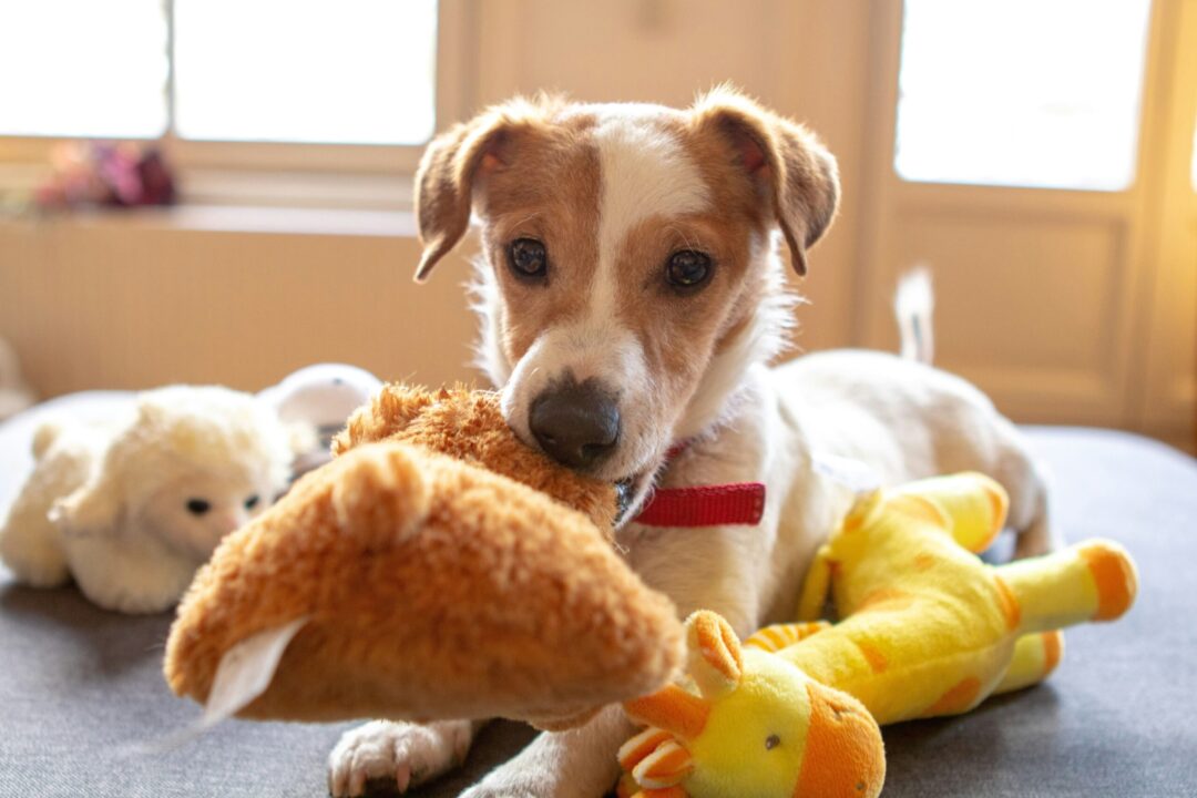 Cachorro com pelúcia.