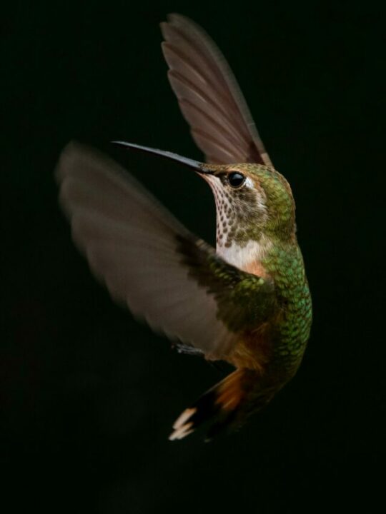 pexels-frank-cone-140140-2629373