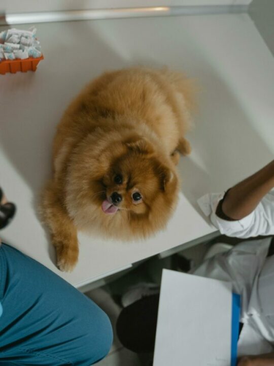 pexels-tima-miroshnichenko-6235116