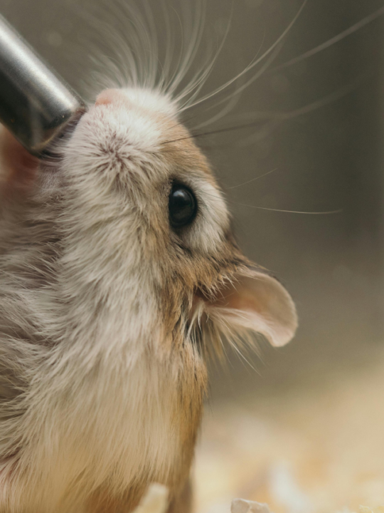 Hamster bebendo água.
