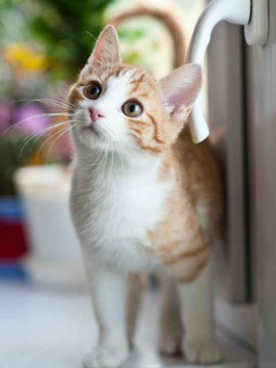 Gato de pelos claros olhando para cima.