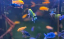 Peixes de diferentes cores nadando no aquário.