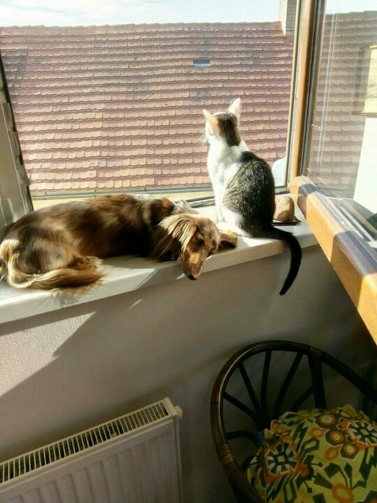 Imagem de cachorro e gato tomando sol numa janela