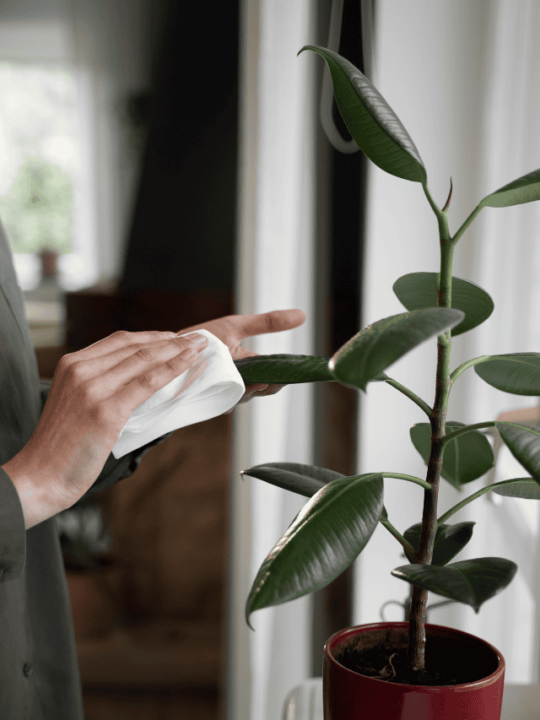 Mulher limpando a planta com um papel.