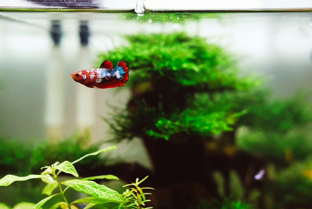 Imagem de peixe vermelho e azul num aquário
