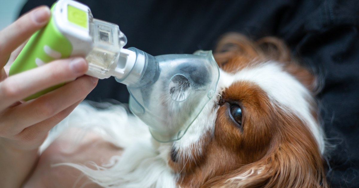 nebulizacao-em-cachorro-topo