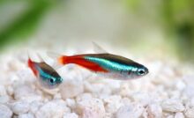 Peixe tetra azul e laranja.