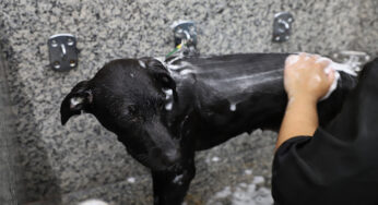 Cachorro pode tomar banho com água quente