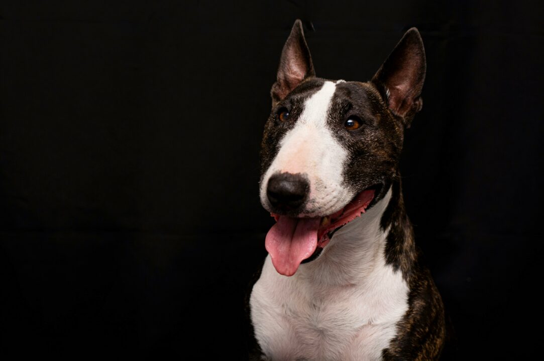 bull terrier