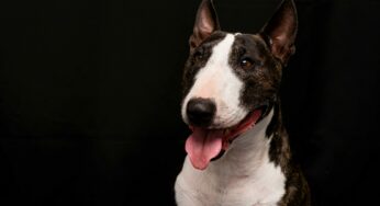 Como adestrar um Bull Terrier em casa: confira essas dicas
