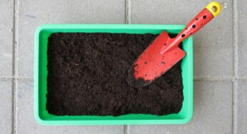Dicas fáceis de como florir lírio-da-paz!