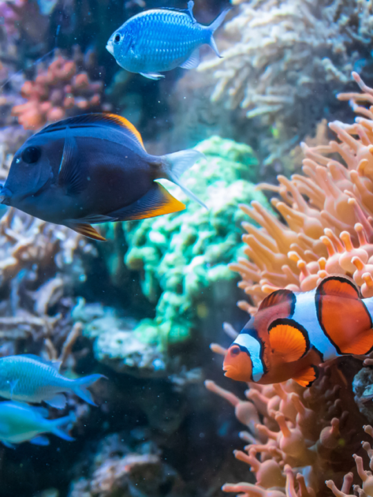 Três espécies de peixes no mesmo aquário.