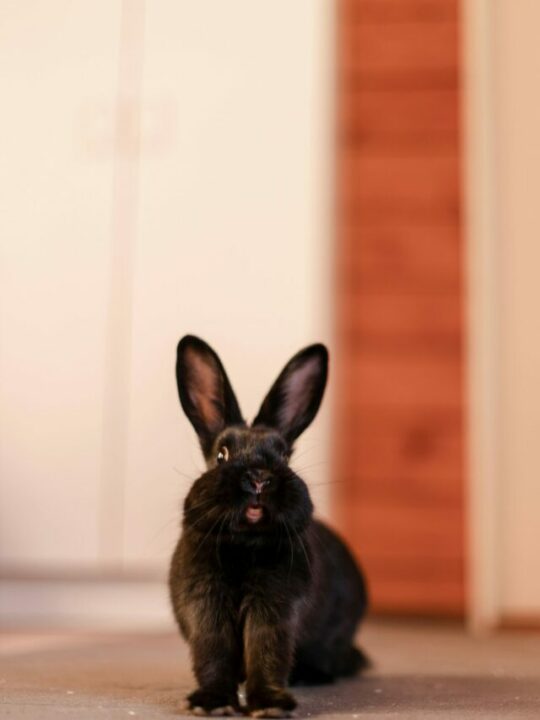 Imagem de coelho preto sentado