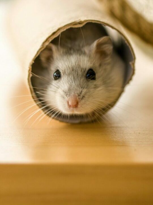 Imagem de hamster dentro de tubo