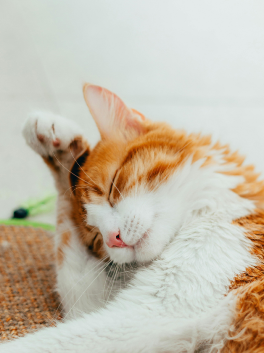 Gato coçando a orelha.