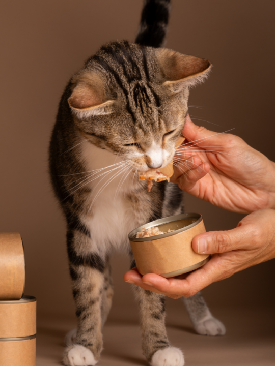 Tutor dando colherada de ração úmida para gato.