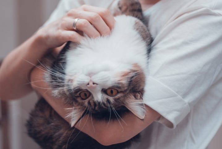 Tutor fazendo carinho no gato de pelo rajado e branco.
