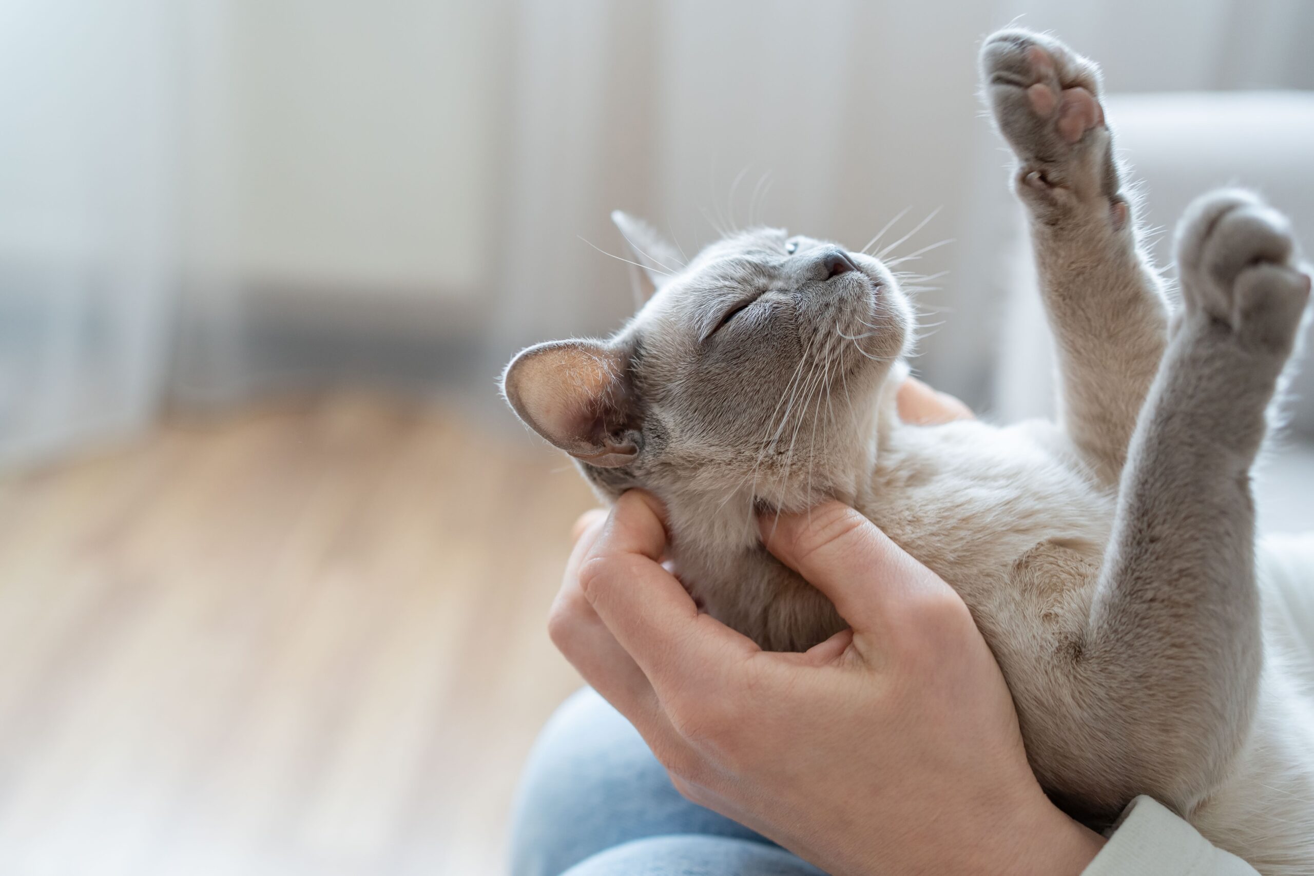 Gato cinza recebendo carinho no pescoço.