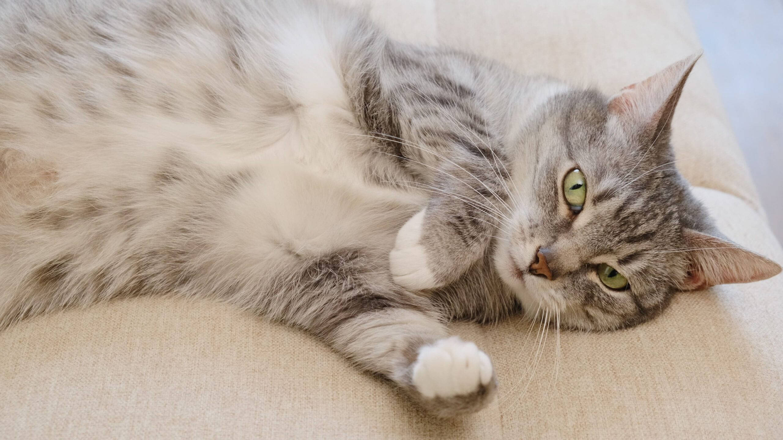 Gato com pelos claros deitado num sofá bege.