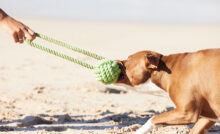 Filhote de pitbull puxando corda de brinquedo.